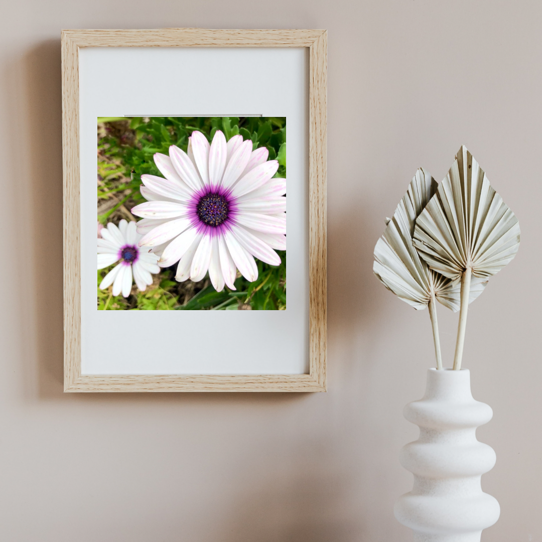 White and Purple African Daisy Printable Wall Art, Botanical Flower Photography, Digital Download