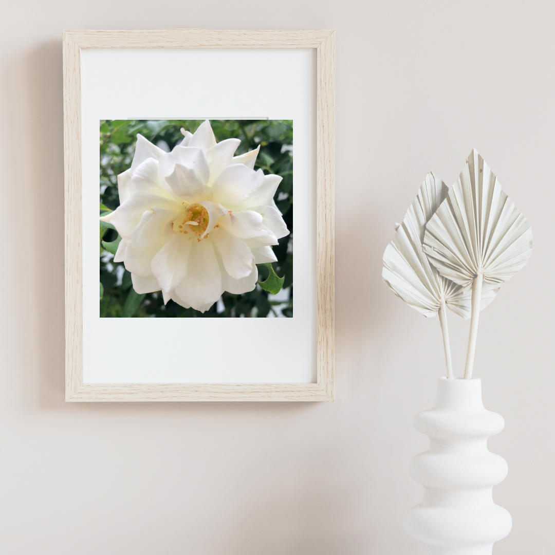 White Iceberg Rose Printable Wall Art, Elegant Botanical Flower Photography, Digital Download