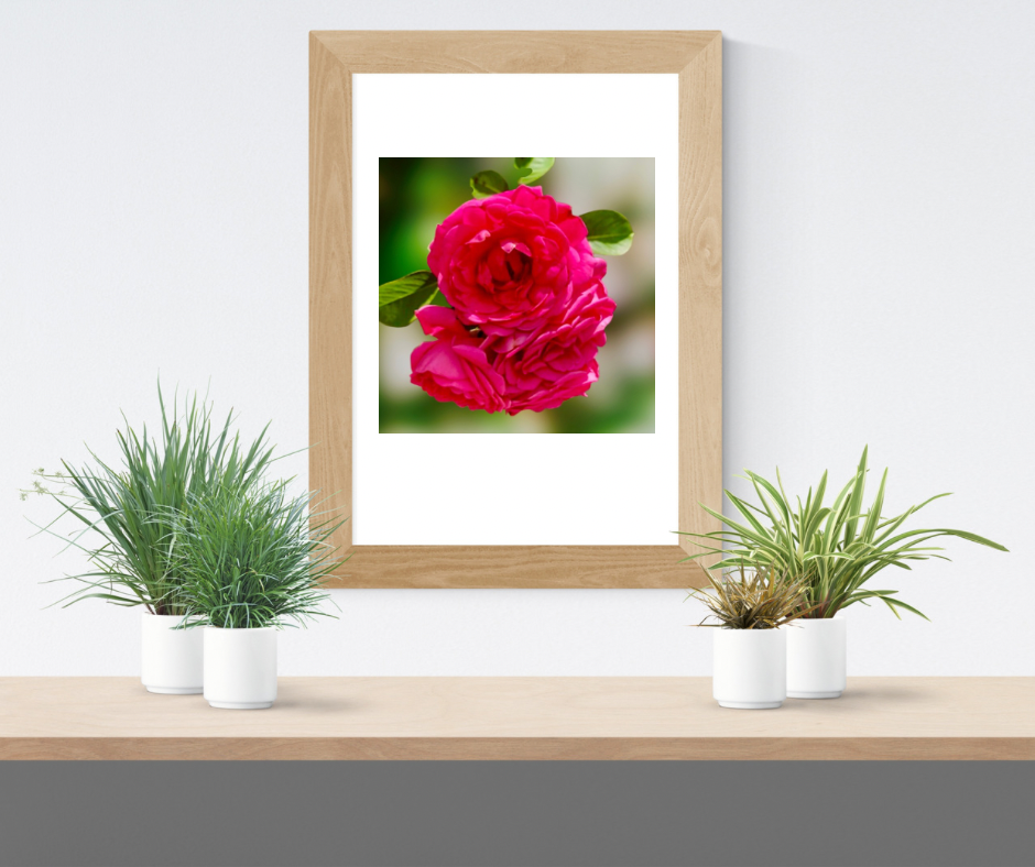 Vibrant Pink Garden Roses Wall Art Printable, Floral Photography, Soft Dreamy Elegant Botanical Decor, Digital Download