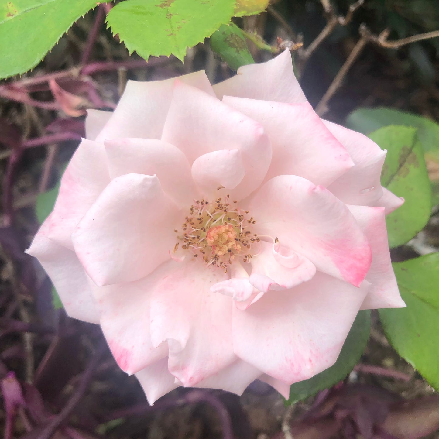 Pale Pink and White Rose Wall Art Printable, Soft Blush Botanical Photography, Elegant Floral Home Decor, Digital Download