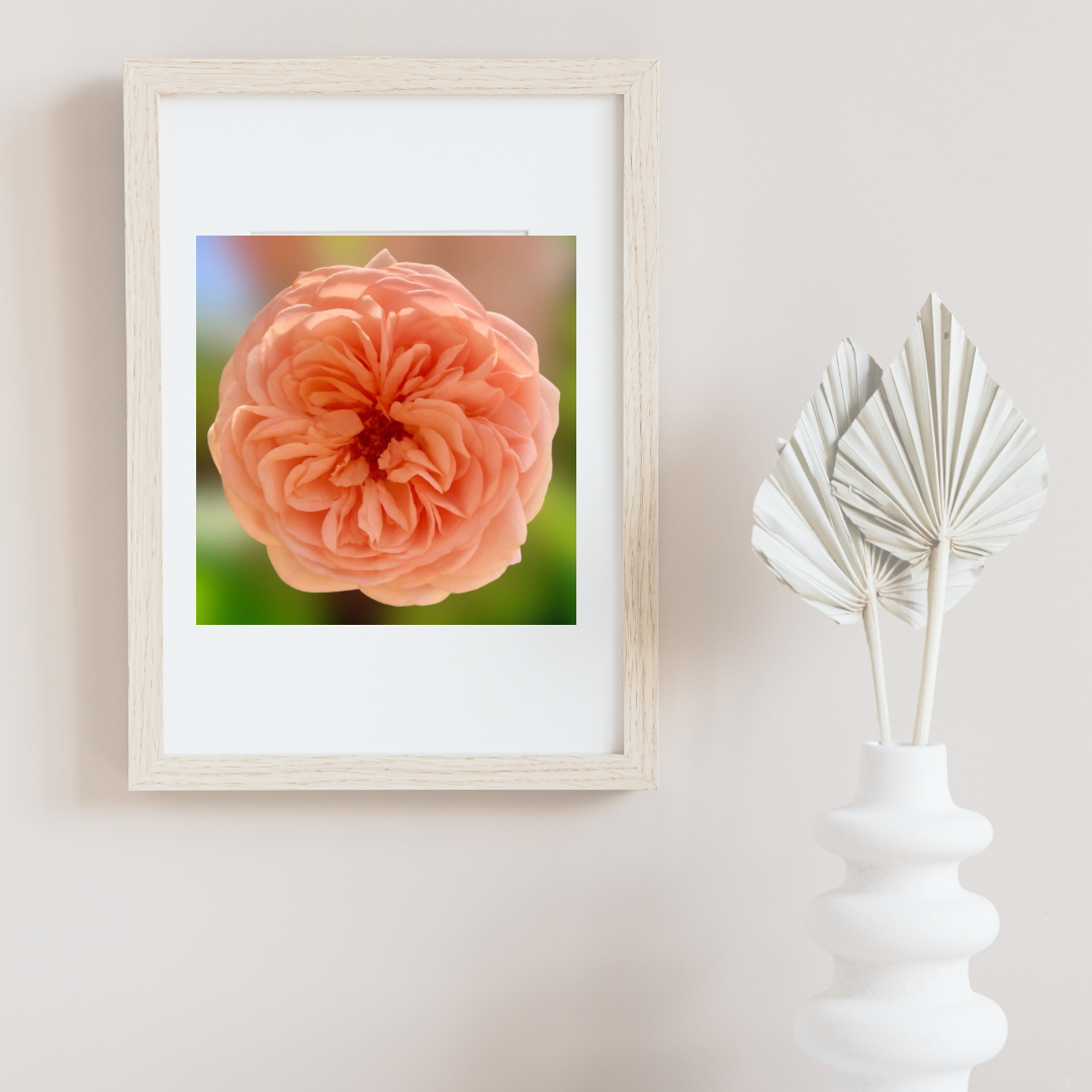Apricot English Rose Wall Art Printable, Flower Photography, Elegant Botanical Decor, Digital Download