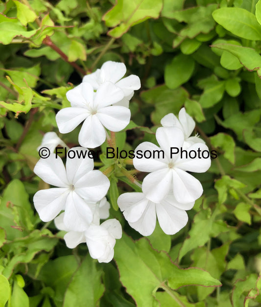 Pure White Petals in Bloom| High-Resolution Digital Image For Commercial Use