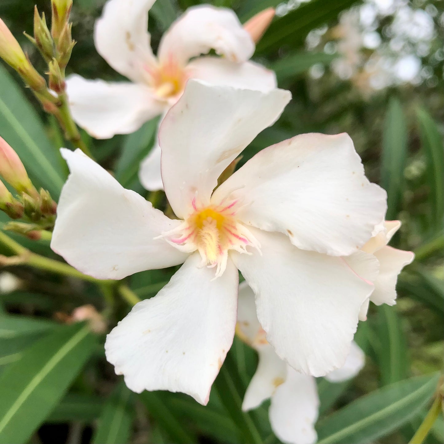 Small White Oleander Wall Art Printable, Soft White Flower Photography, Elegant Botanical Decor, Minimal Floral Digital Download