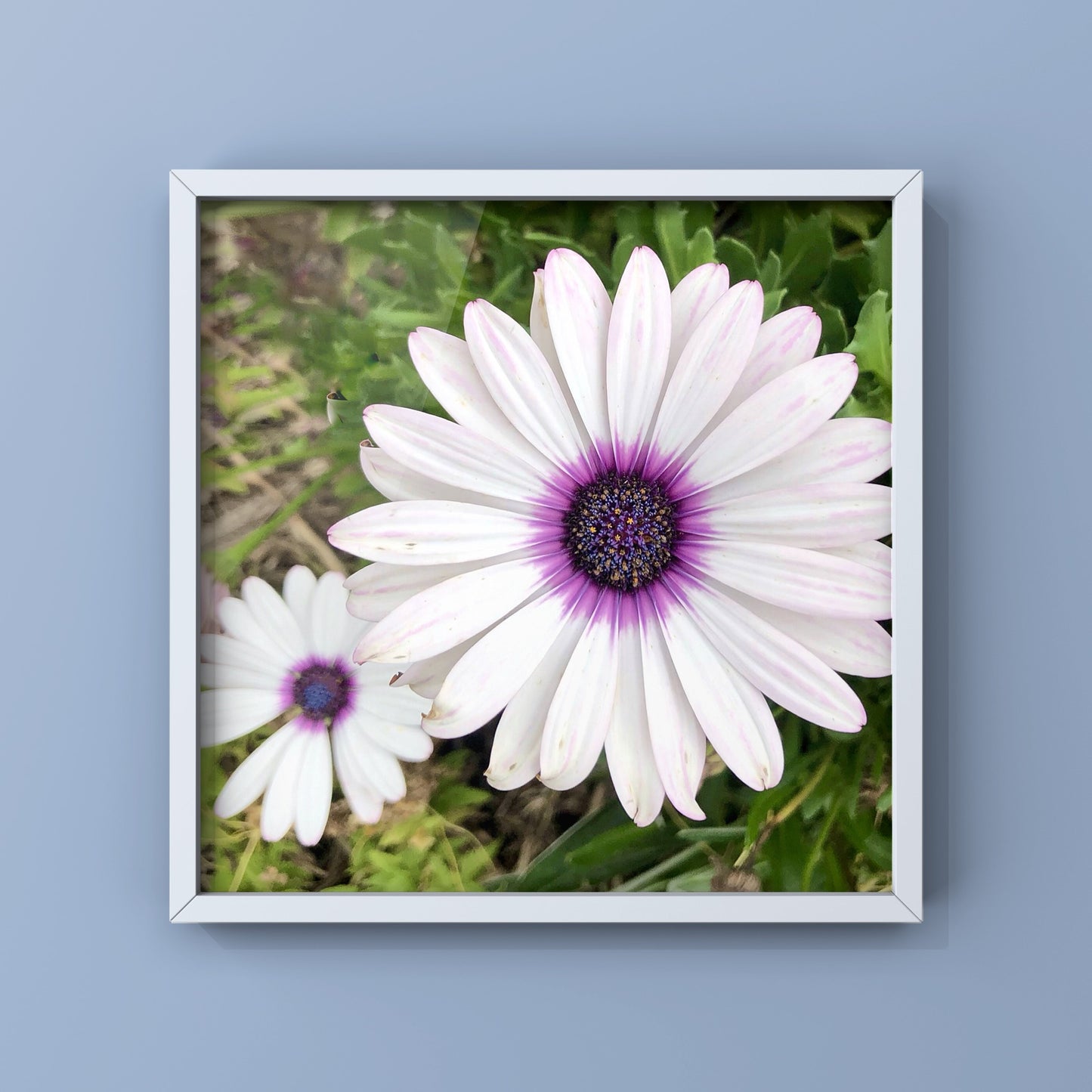 White and Purple African Daisy Printable Wall Art, Botanical Flower Photography, Digital Download