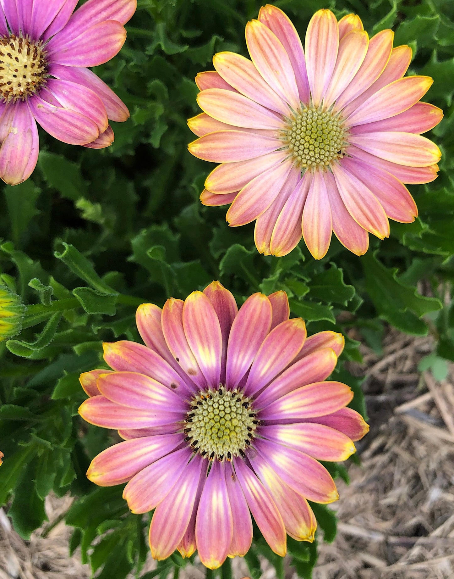 African Daisy Printable Wall Art – Purple Pink Yellow Flower Photography - Digital Download