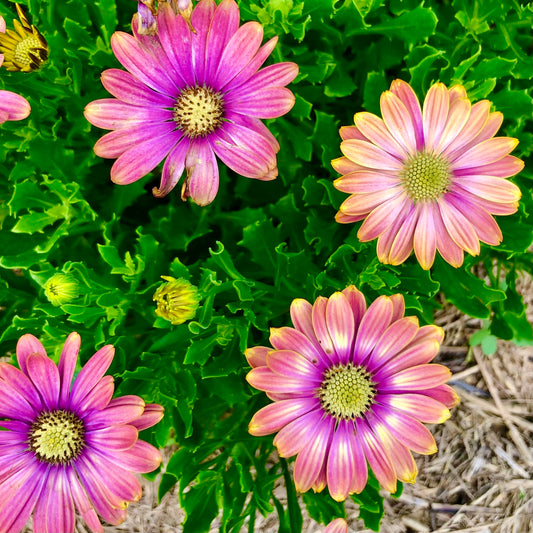 Purple and Yellow Daisy Printable Wall Art, Botanical Flower Photography, Digital Download