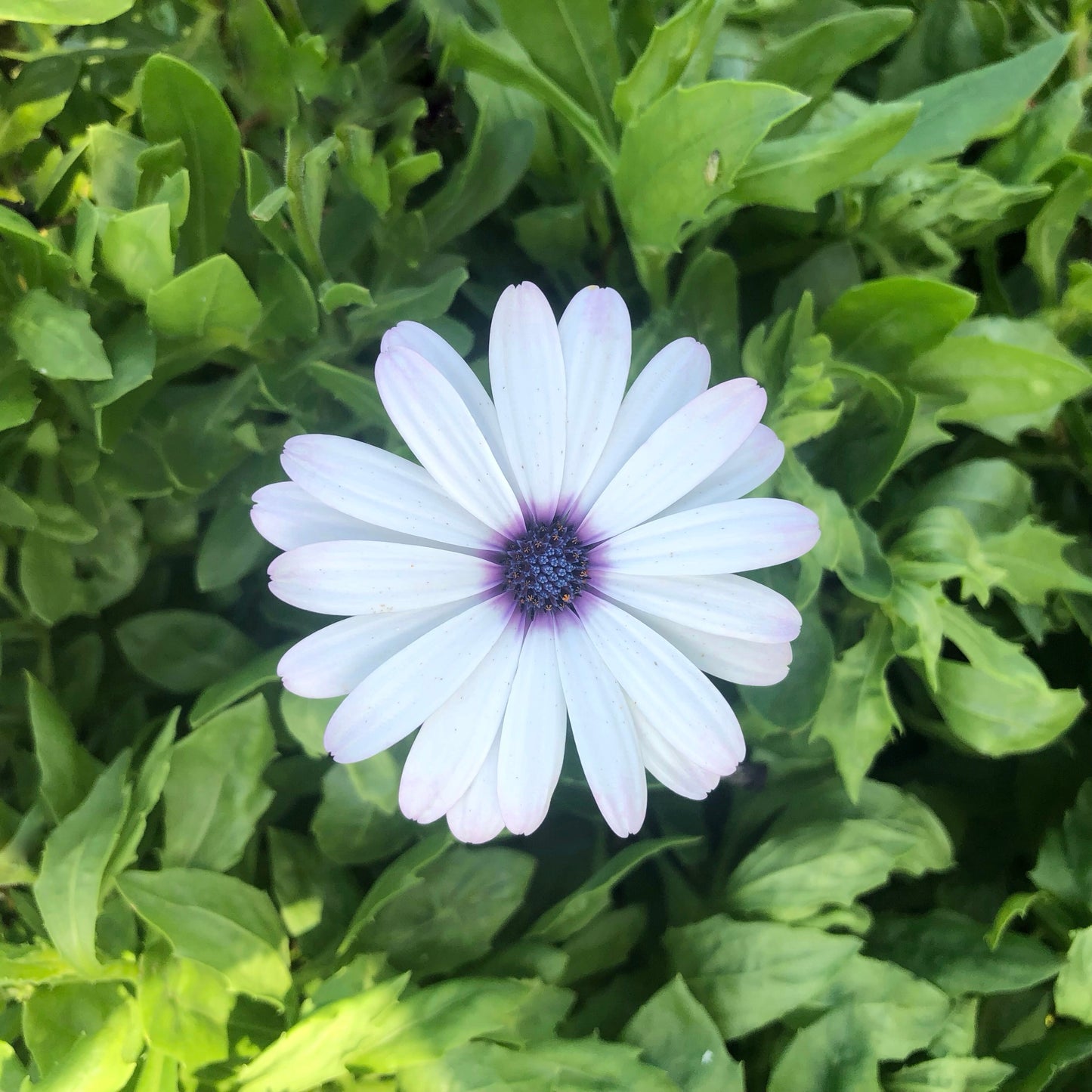 White Daisy Wall Art Printable, Flower Photography, Bright Garden Bloom Decor, Botanical Digital Download