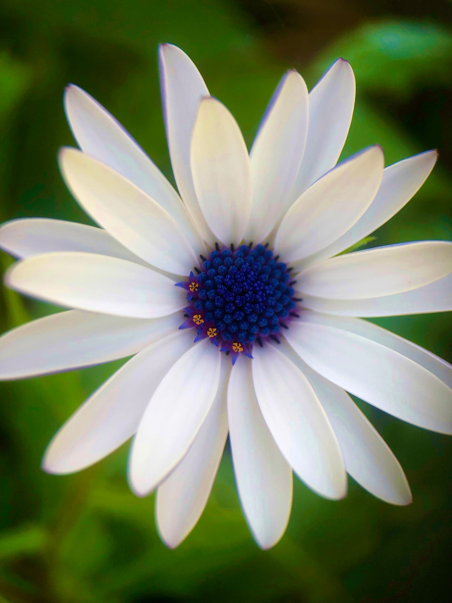 White African Daisy Wall Art Printable, Flower Photography, Elegant Botanical Decor, Digital Download