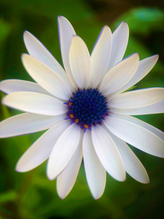 White African Daisy Wall Art Printable, Flower Photography, Elegant Botanical Decor, Digital Download