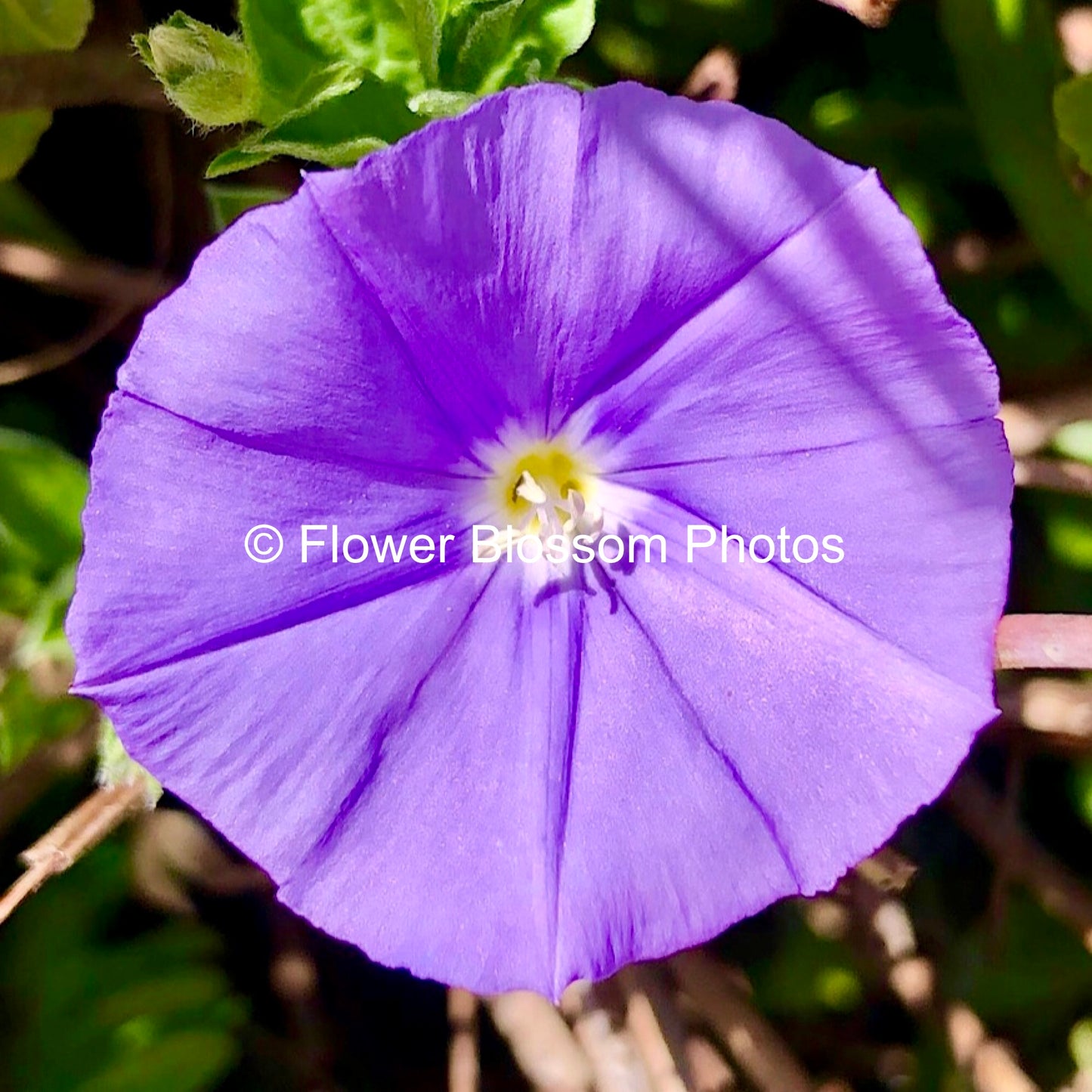 Small Purple Serenity| High-Resolution Digital Image For Personal Use