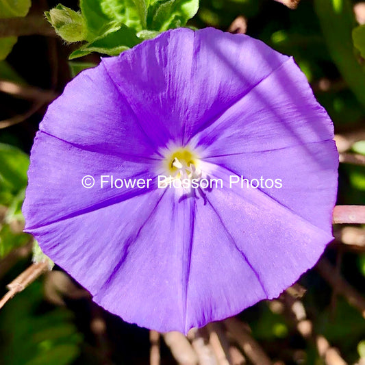 Small Purple Serenity| High-Resolution Digital Image For Personal Use