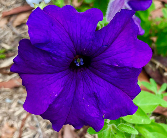 Dark Purple Petunia Printable Wall Art – Vivid Botanical Flower Photography - Digital Download