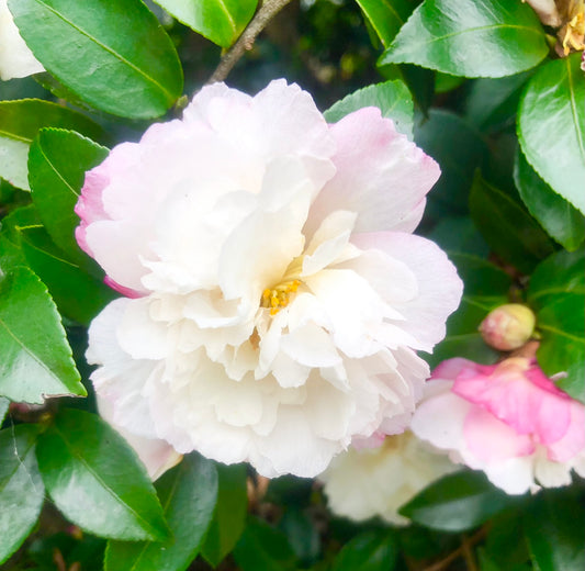 White Pink Camellia Wall Art Printable, Flower Photography, Elegant Garden Bloom Decor, Botanical Digital Download