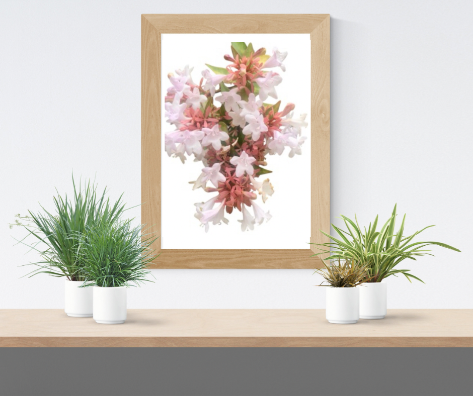 White Abelia Flower Printable Wall Art Bundle (2), Elegant Botanical Photography, Floral Digital Download Set, Nature Wall Decor