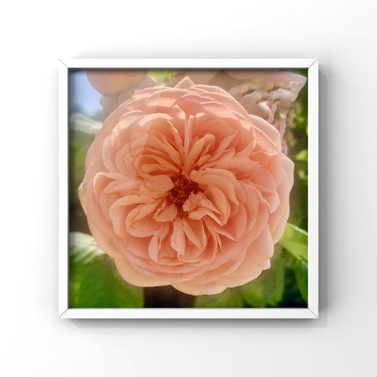10 Rose Photography Bundle, Printable Floral Wall Art Collection, Botanical Decor, Digital Download