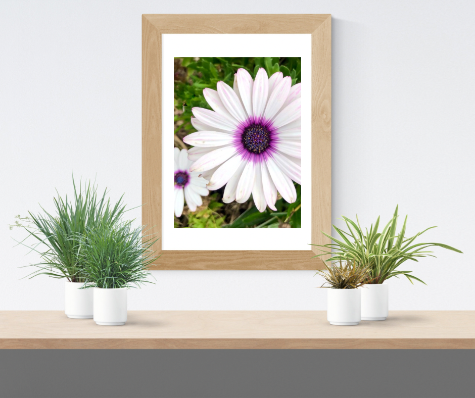 White and Purple African Daisy Printable Wall Art, Botanical Flower Photography, Digital Download