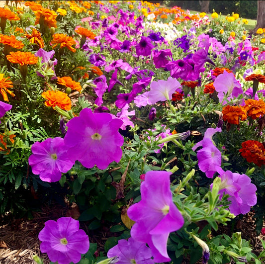 Mixed Garden Flowers Wall Art Printable, Flower Photography, Vibrant Flower Decor, Botanical Digital Download