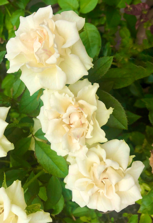 White Roses Printable Wall Art, Elegant Botanical Flower Photography, Digital Download