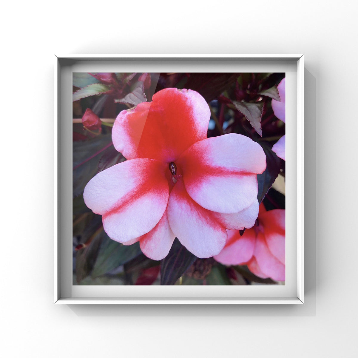 Red and Light Pink Impatiens Printable Wall Art, Vibrant Botanical Flower Photography, Digital Download