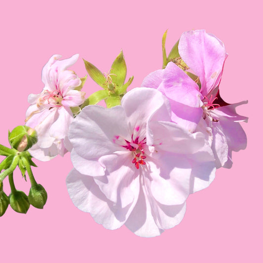 Pink and White Camellia Wall Art Printable, Soft Floral Photography, Elegant Botanical Decor, Digital Download