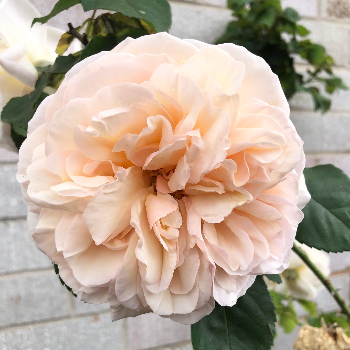 Soft Blush Rose Wall Art Printable, Cream Pink Rose Photography, Elegant Floral Decor, Botanical Digital Download