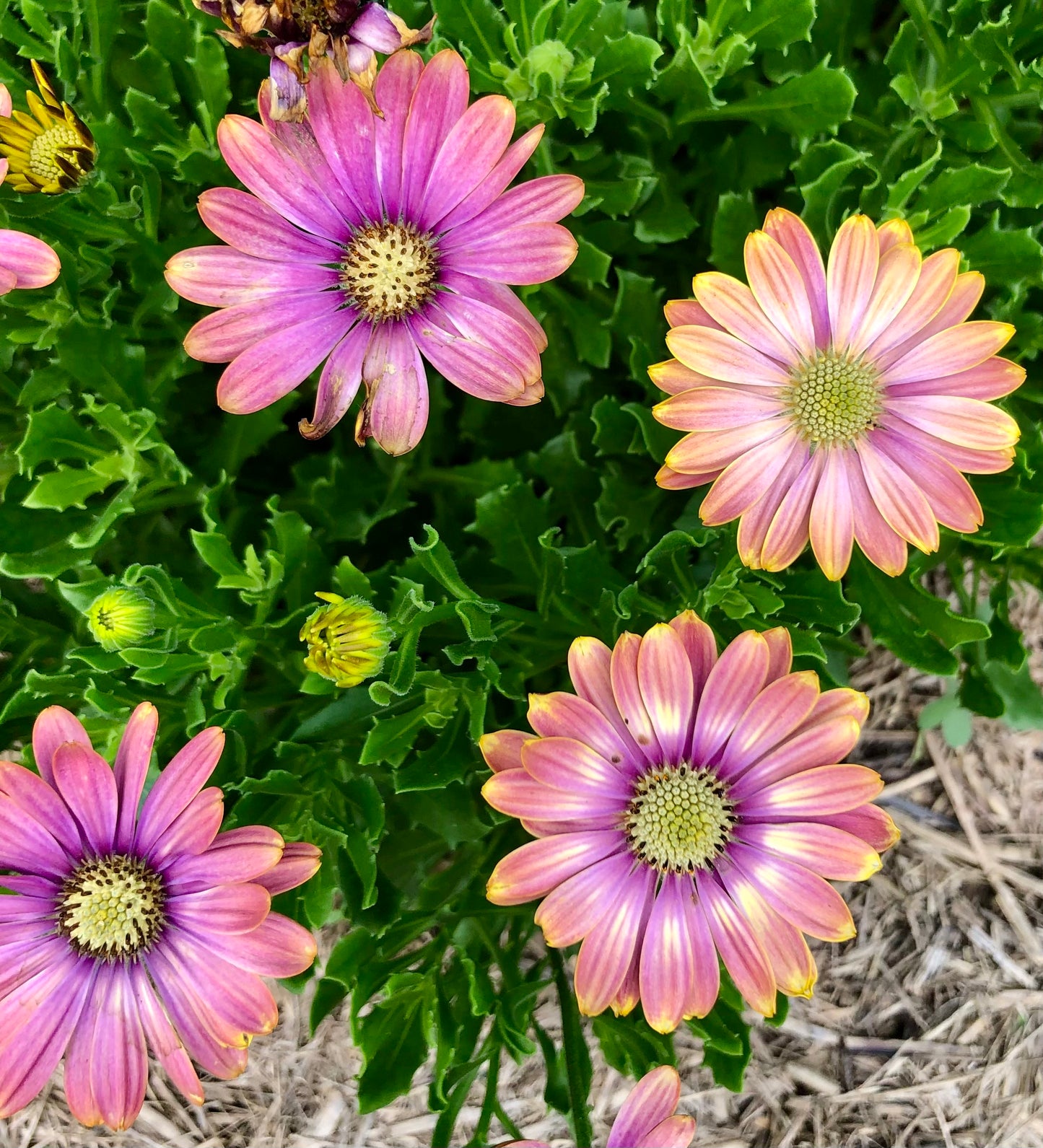 Purple and Yellow Daisy Printable Wall Art, Botanical Flower Photography, Digital Download