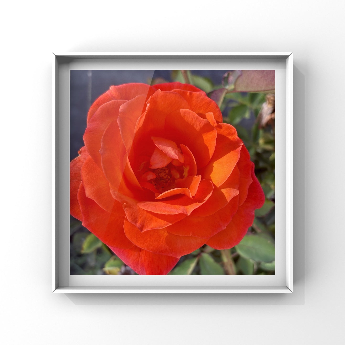 Orange Red Rose Wall Art Printable, Vibrant Flower Photography, Bold Garden Bloom Decor, Botanical Digital Download