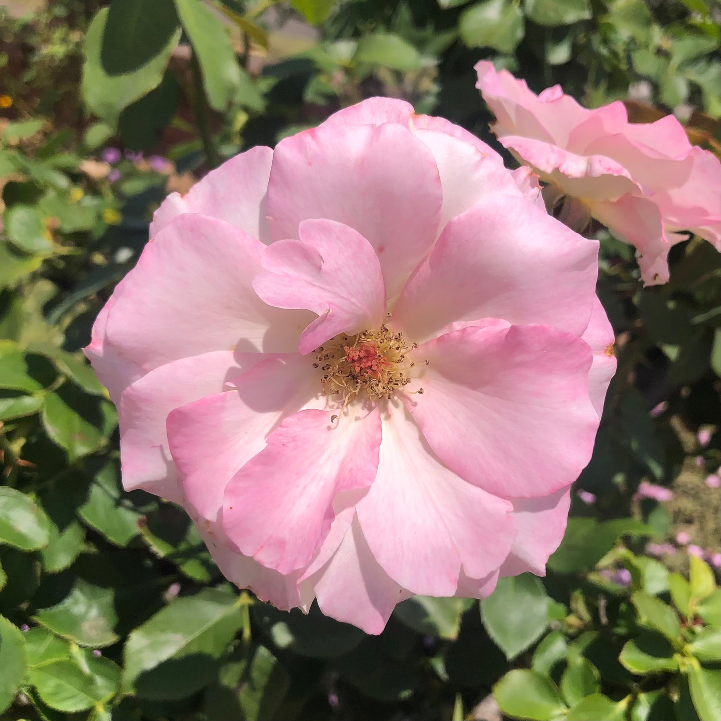 Delicate Pink Rose Wall Art Printable – Soft Flower Photography – Floral Decor – Instant Digital Download