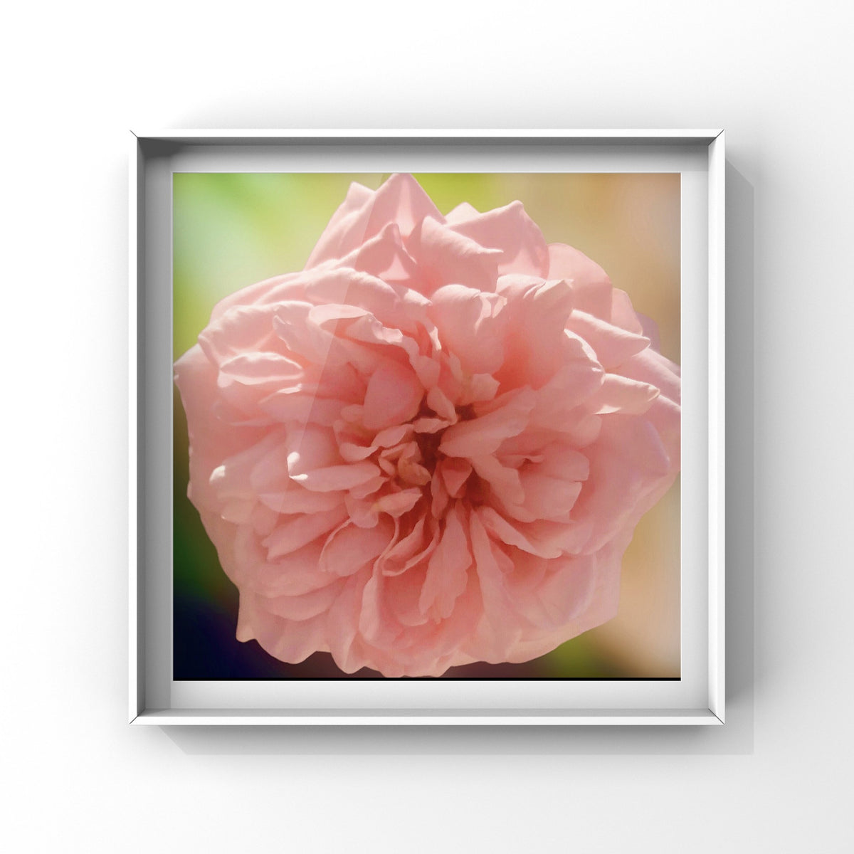 Soft Pink Garden Rose Wall Art Printable, Flower Photography, Elegant Botanical Decor, Digital Download