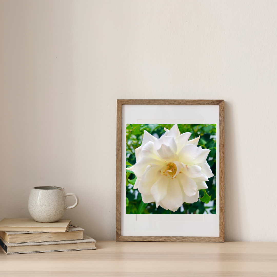 White Iceberg Rose Wall Art Printable, Flower Photography, Elegant Botanical Decor, Digital Download