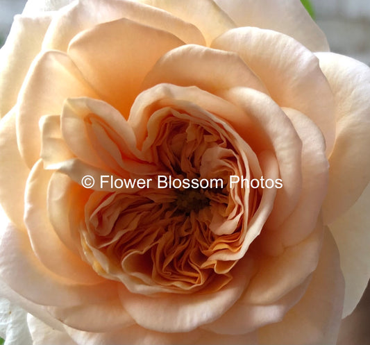 Bold Large Orange Flower Photo|Exclusive High-Resolution Flower Photo: Premium Floral Art with 10-Year Commercial License for High-Profile Campaigns