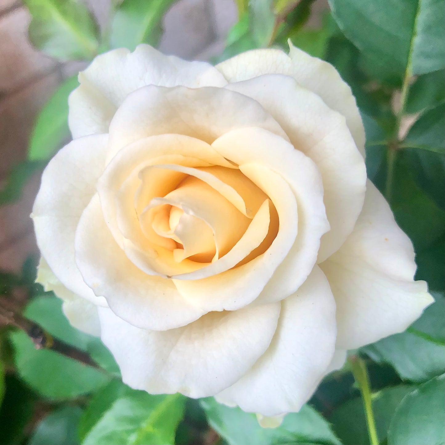 Small White Rose Wall Art Printable, Elegant Garden Rose Photography, Soft Floral Decor, Square Botanical Digital Download