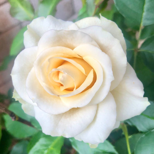 Small White Rose Wall Art Printable, Elegant Garden Rose Photography, Soft Floral Decor, Square Botanical Digital Download