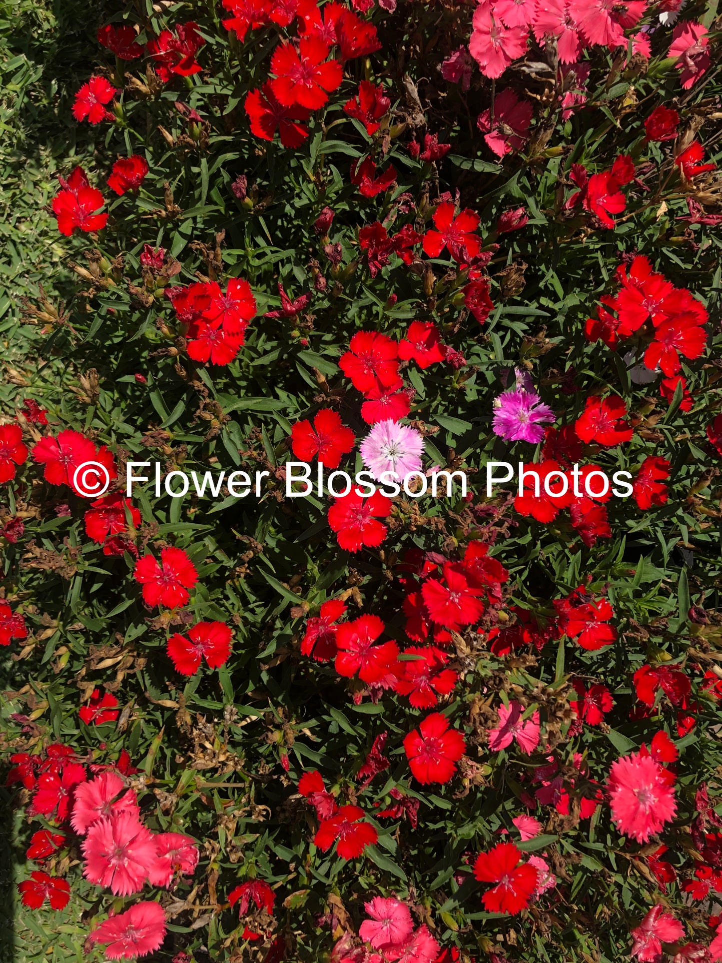 Intense Red Flower Radiance| High-Resolution Digital Image For Personal Use