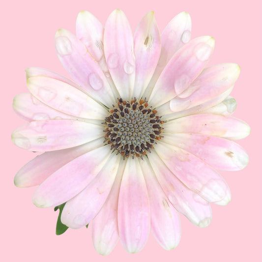 Light Pink and White African Daisy Wall Art Printable, Pink Background, Flower Photography, Elegant Botanical Decor, Digital Download