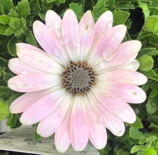 Light Pink and White Daisy Printable Wall Art – Soft Botanical Flower Photography - Digital Download