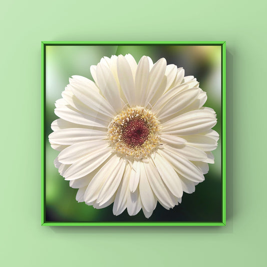 White Gerbera Daisy Wall Art Printable, Flower Photography, Elegant Botanical Decor, Digital Download