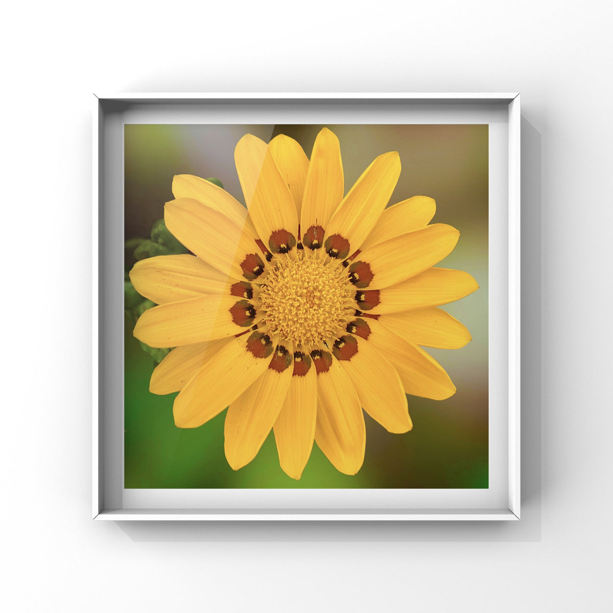 Yellow and Brown Gazania Flower Wall Art Printable, Flower Photography, Elegant Botanical Decor, Digital Download
