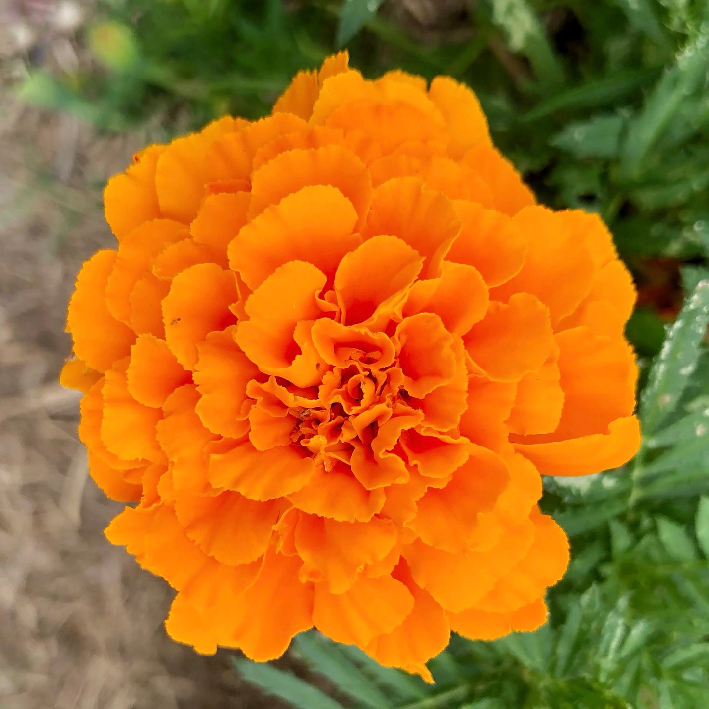 Orange Marigold Wall Art Printable, Flower Photography, Bright Garden Bloom Decor, Botanical Digital Download