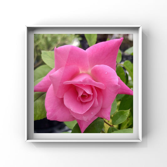 Bright Pink Rose Printable Wall Art, Bold Botanical Flower Photography, Digital Download