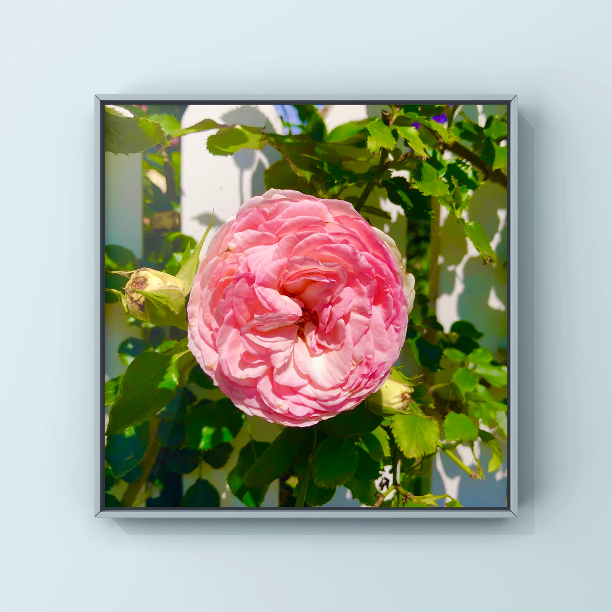 Pink Garden Rose Wall Art Printable, Floral Photography, Botanical Decor, Digital Download