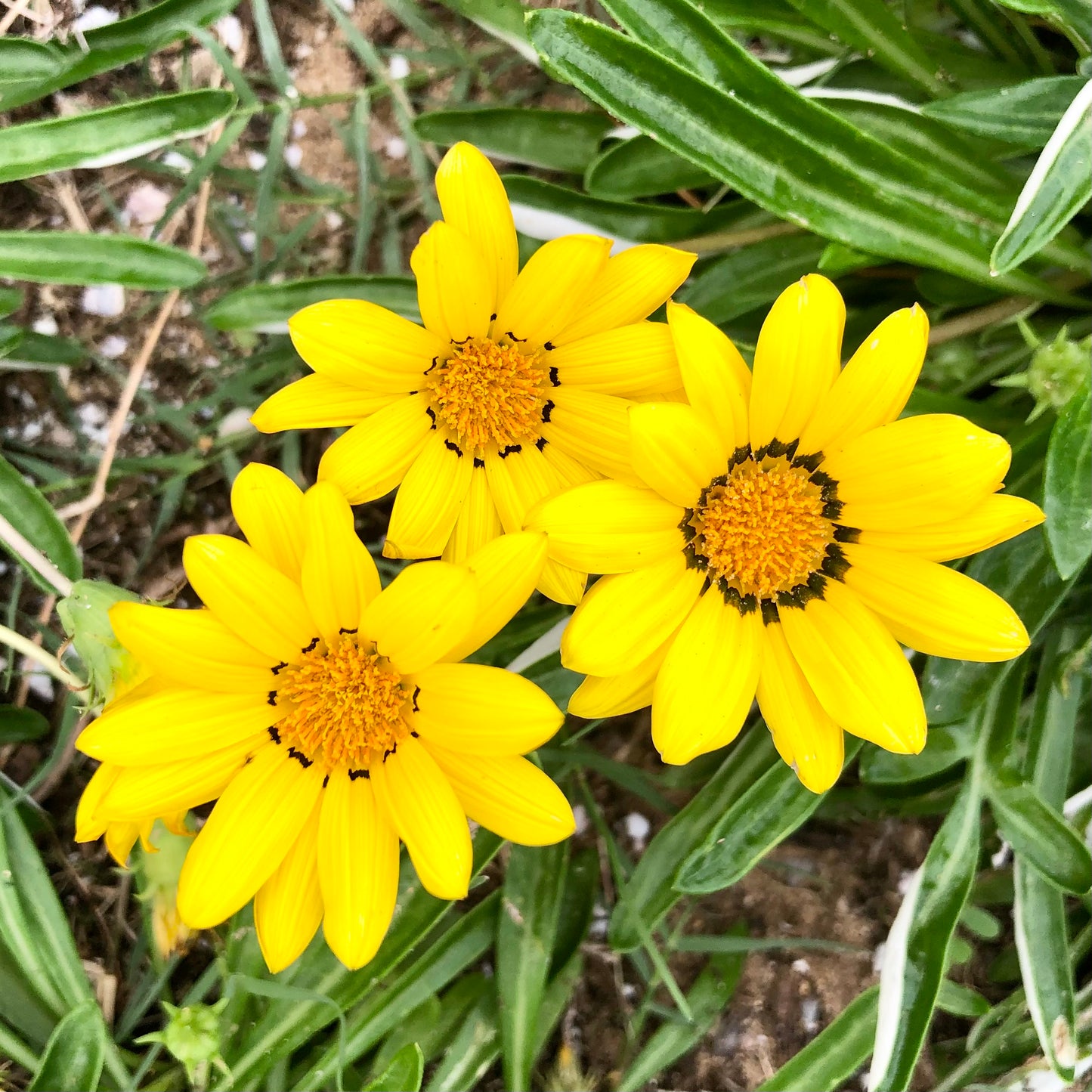 Yellow Gazania Flowers Wall Art Printable, Flower Photography, Bright Garden Bloom Decor, Botanical Digital Download