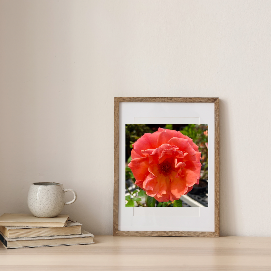 Orange Rose Printable Wall Art, Vibrant Botanical Flower Photography, Digital Download
