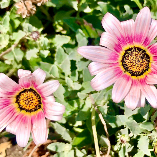 Light Pink and Yellow Flowers Wall Art Printable, Garden Bloom Photography, Botanical Floral Decor, Digital Flower Download