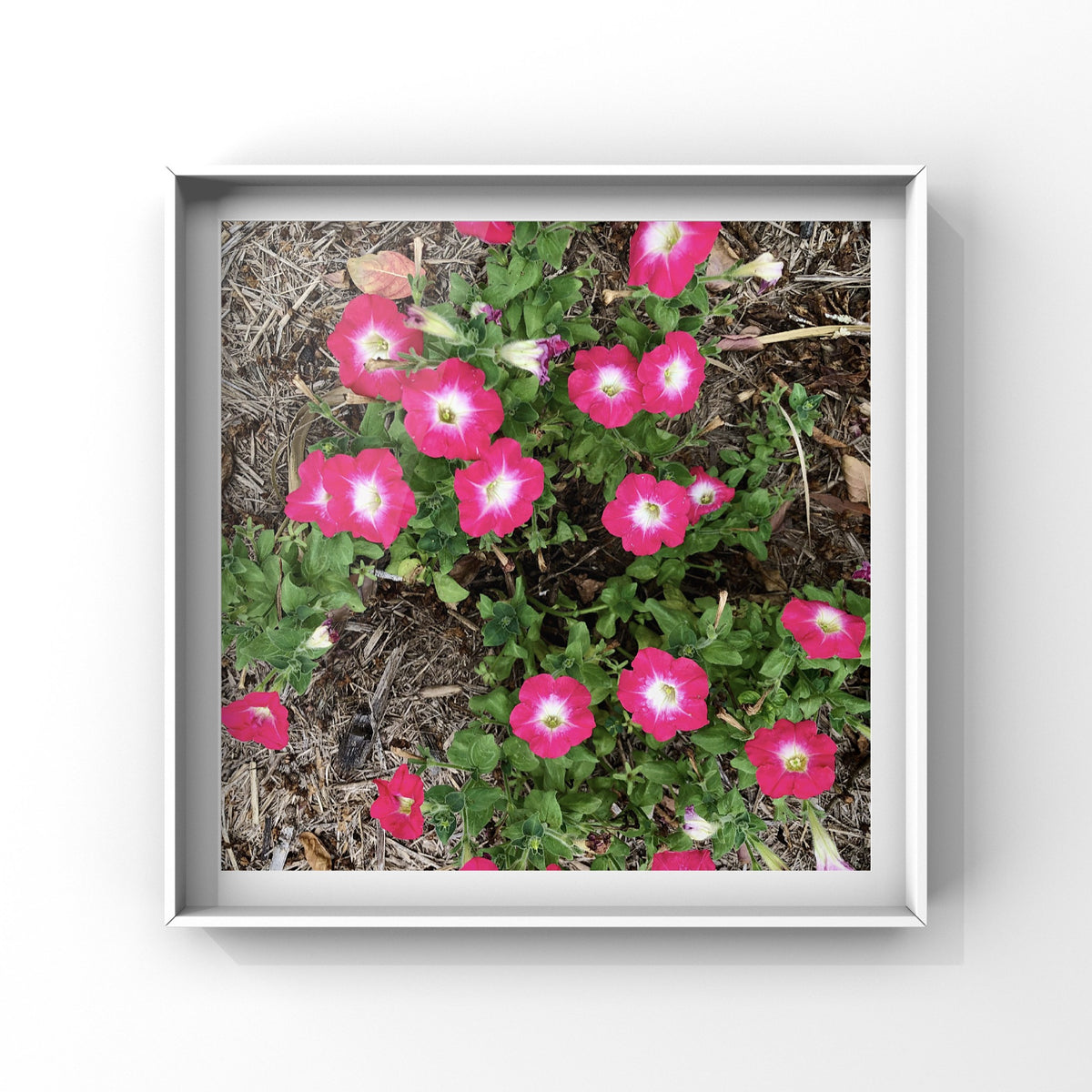 Pink and White Petunia Wall Art Printable, Flower Photography, Soft Garden Bloom Decor, Botanical Digital Download