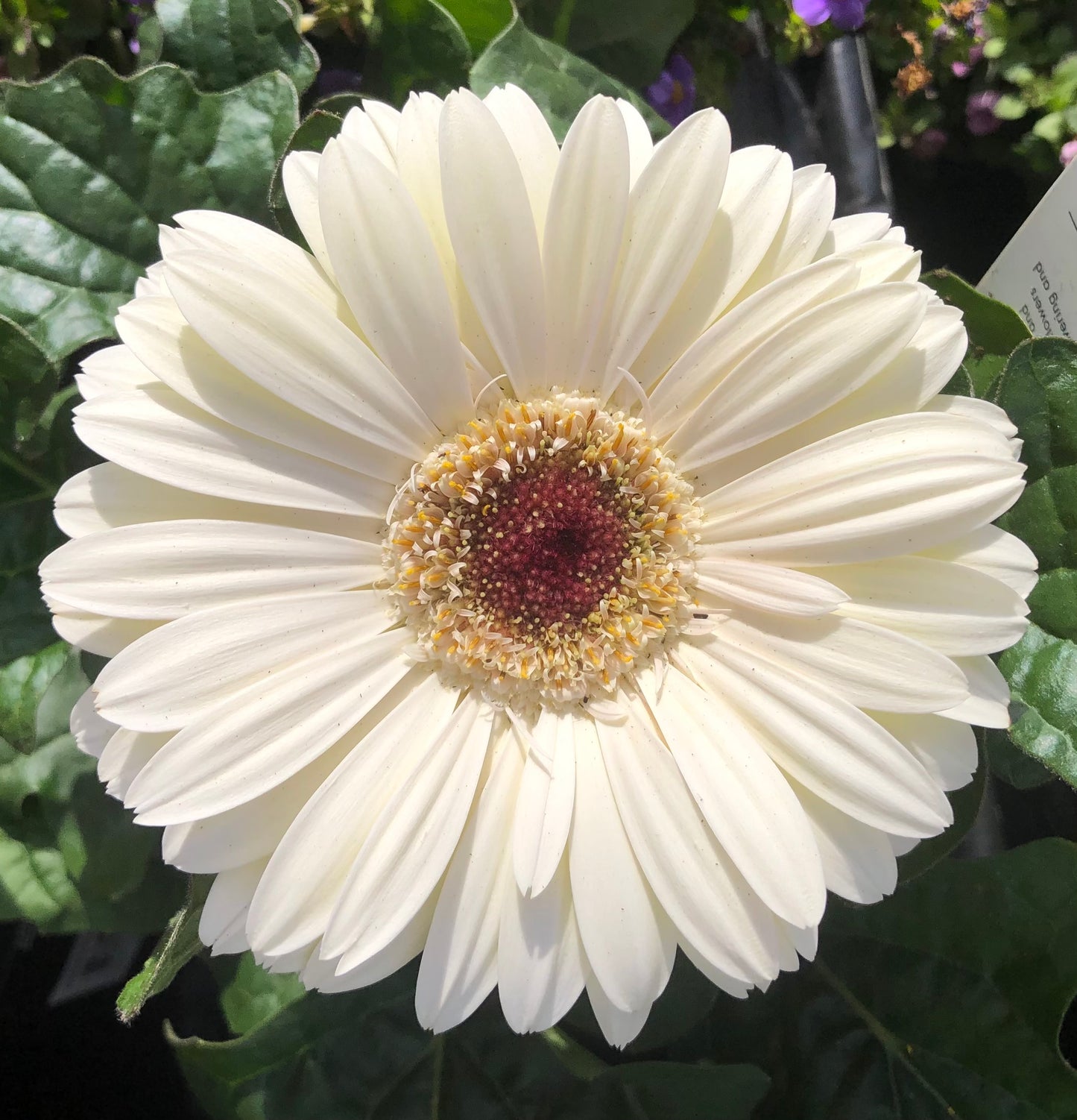 White Gerbera Daisy Printable Wall Art, Elegant Botanical Flower Photography, Digital Download