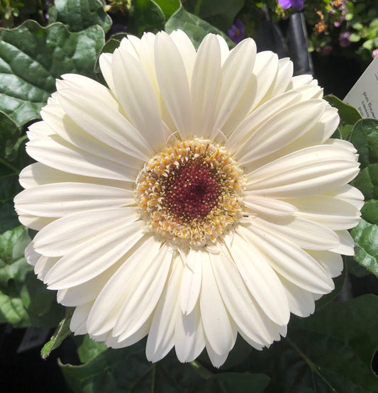 White Gerbera Daisy Printable Wall Art, Elegant Botanical Flower Photography, Digital Download
