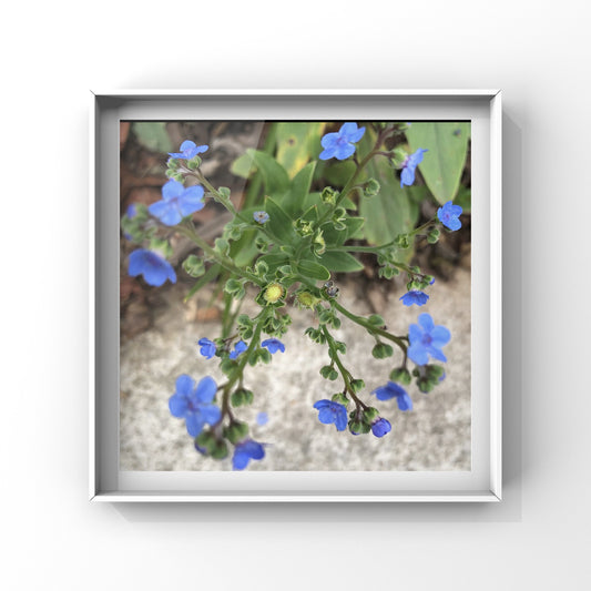 Delicate Blue Wildflowers Printable Wall Art, Soft Garden Flower Photography, Digital Download