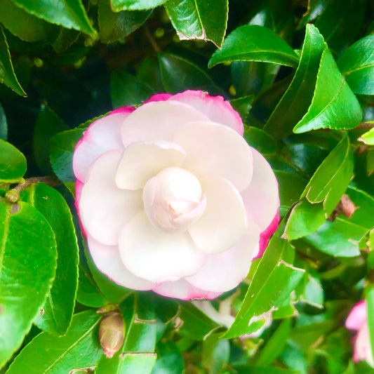 Pink and White Camellia Wall Art Printable, Flower Photography, Elegant Garden Bloom Decor, Botanical Digital Download