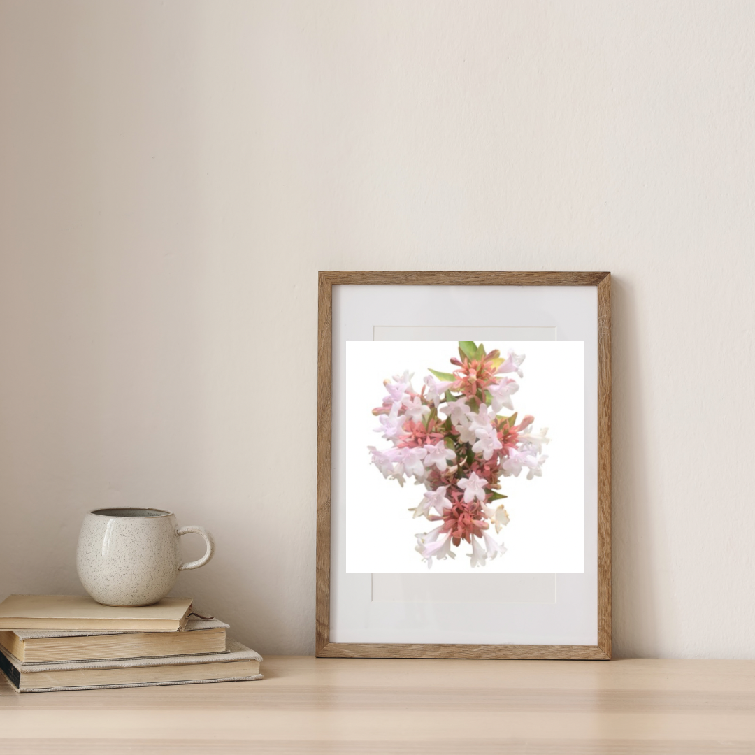White Abelia Flower Printable Wall Art Bundle (2), Elegant Botanical Photography, Floral Digital Download Set, Nature Wall Decor